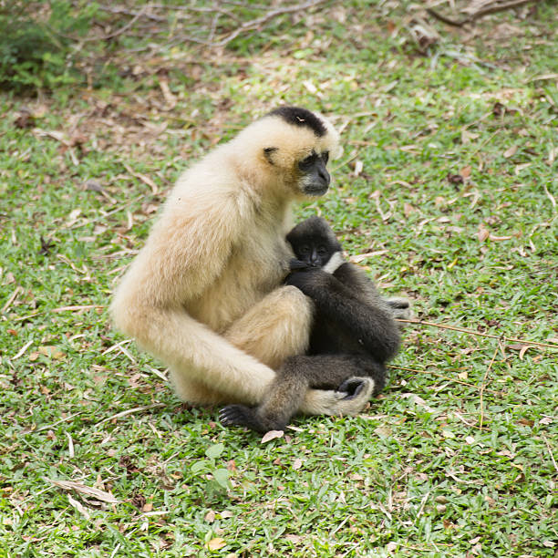 istock Mother Gibbon and baby 619406398