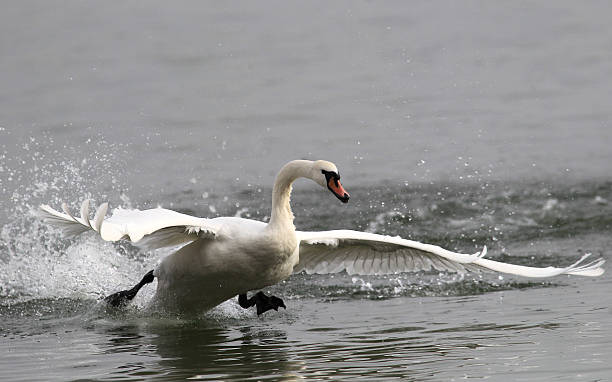istock Portrait of angry wild swan 619406552