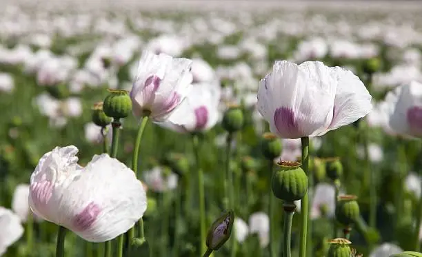 field of flowering opium poppy papaver somniferum