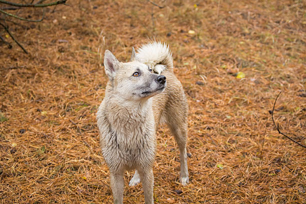 istock Dog in the fir forest 619407876