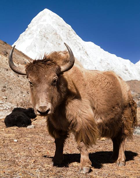istock Yak on the way to Everest base camp 619408616