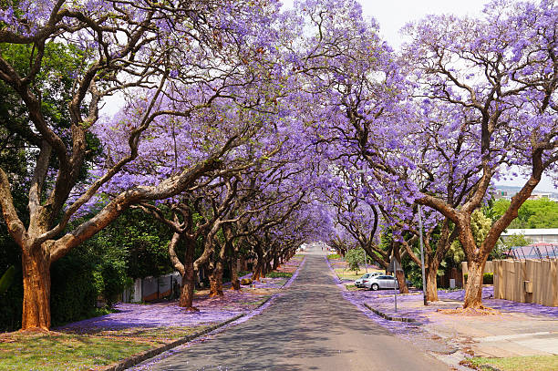istock Beautiful violet vibrant jacaranda in bloom. 619410122