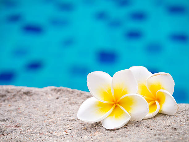 istock Two plumeria flowers beside swimming pool 619410128