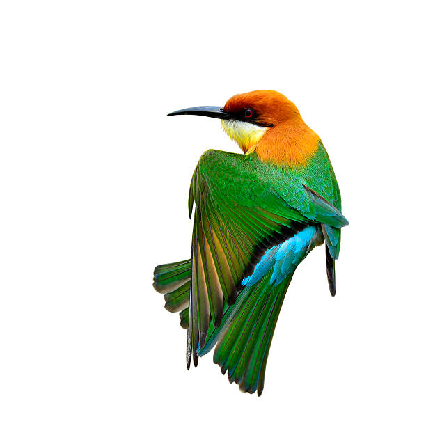 istock Chestnut-headed bee-eater (Merops leschenaulti) brightly green a 619410172