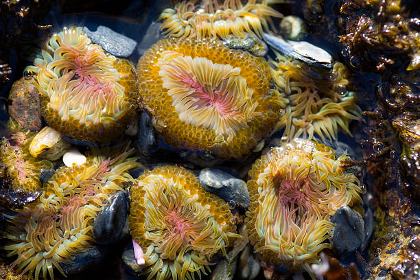 istock Sea Anemone in tidal pool 619410310
