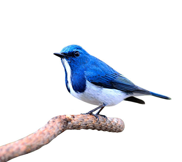 istock Lovely blue bird, Ultramarine Flycatcher posing on the branch is 619410324