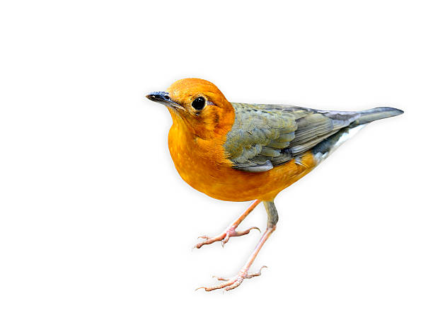 istock Beautiful Bird, Orange-headed thrush isolated on white backgroun 619410352