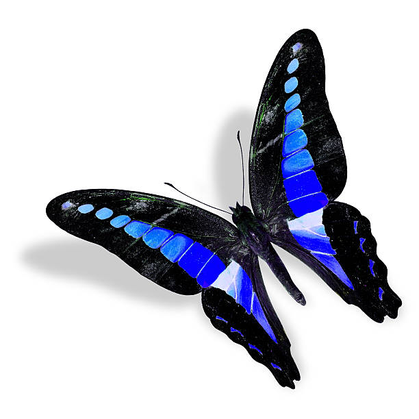 istock Beautiful Flying Blue Butterfly, Common Bluebottle in fancy colo 619410420