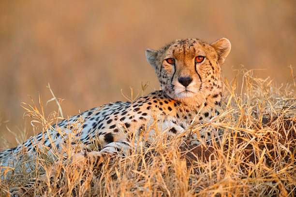 Free Stock Photo of Cheetah in the Grass | Download Free Images and ...