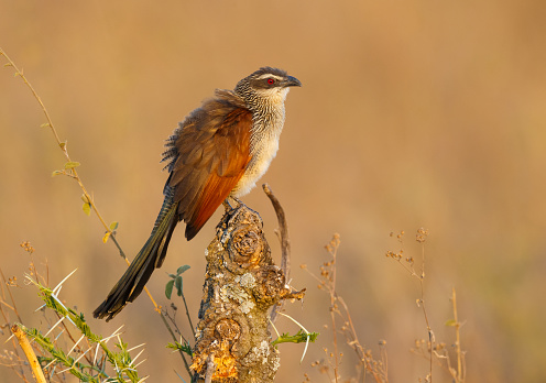 White-browed Coucal  
