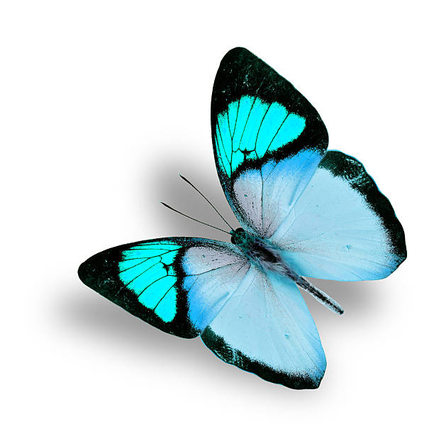 istock Beautiful flying fancy light blue butterfly (orange tip butterfl 619410744