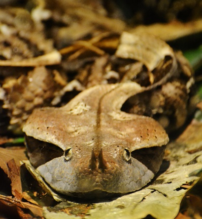 Gaboon Viper (Bitis gabonica) is a venomous snake native to sub-Saharan Africa.