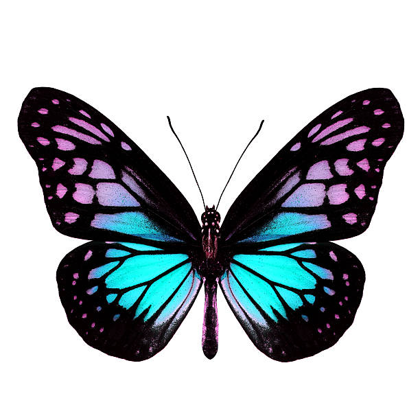 istock Beautiful light blue butterfly isolated on white background, bea 619410982