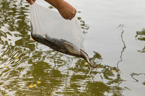Bag of alive catfish being released into the water stock photo