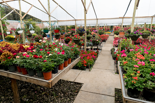 Beautiful flowers and plants for sale growing in a greenhouse