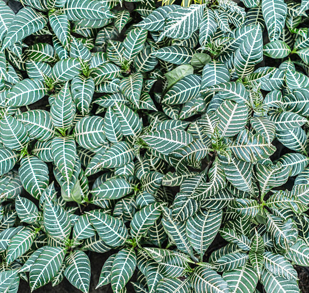 A repeating pattern of bright green leaves covers the background suggesting nature and freshness