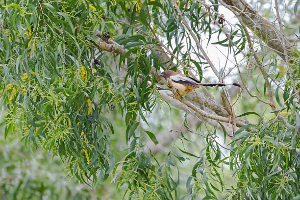 istock Rufous Treepie bird perching on tree branch in forest, Thailand 619412318