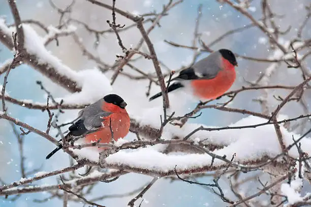 Bullfinches sit on a tree in snow in the winterBullfinches sit on a tree in snow in the winter