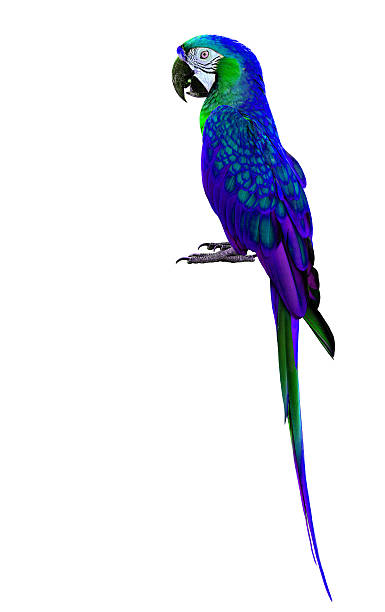 istock Beautiful Blue and Green Parrot Macaw bird isolated on white 619412588