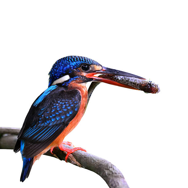istock Beautiful blue bird, the blue-eared kingfisher perching on the b 619412762
