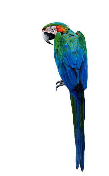 istock Beautiful Green Macaw bird, Buffon's macaw the exotic parrot bi 619412804