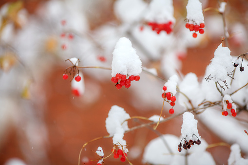 Red berries covered with fresh fluffy snow on tree, autumn, winter concept. Selective focus