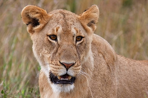 istock Lioness in national park Nakuru in Kenya 619413328