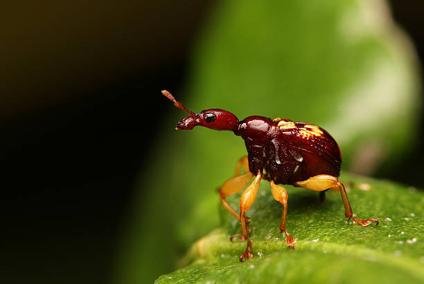 istock Macro of giraffe weevil 619413424