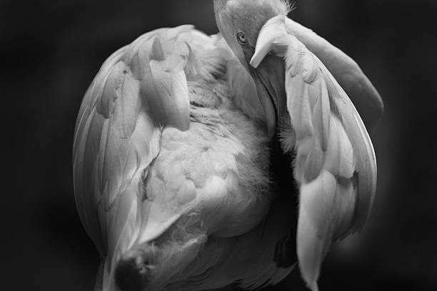 istock Black and white flamingo looking at camera in dark tone 619413490