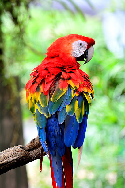 istock Beautiful Scarlet Marcaw (Ara macao) perching on the branch with 619497570