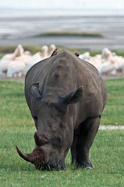 istock Profile view of a white rhinoceros 619497840