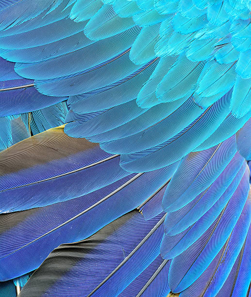 istock Close up of blue macaw bird's feathers with really great 619498176