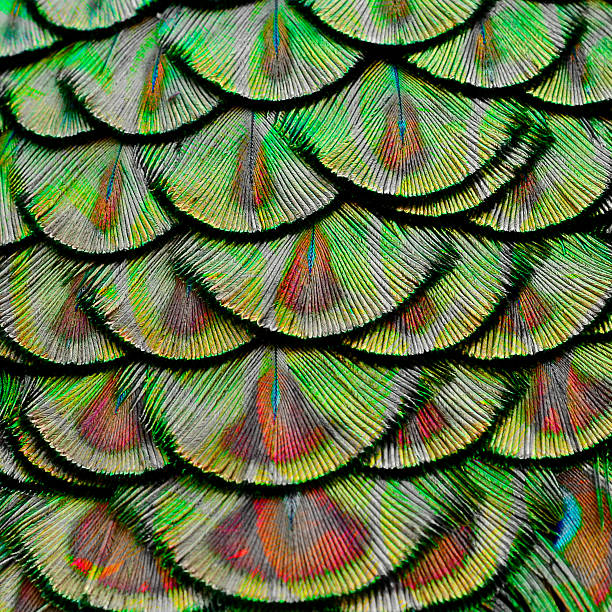 istock Green Peacock Feathers in the great background textu 619498420