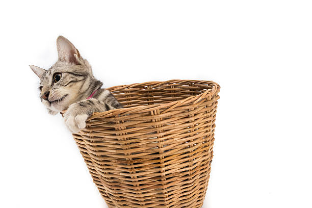 istock cat in basket,look outside,isolated white background 619501288