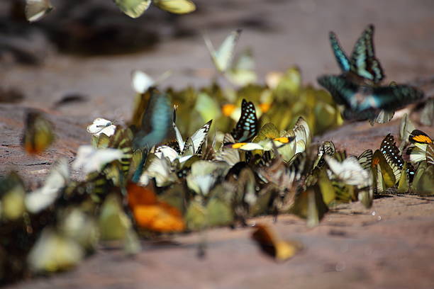 istock Butterflies swarm eats minerals 619502398