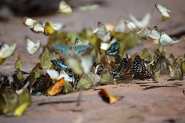 istock Butterflies swarm eats minerals 619502444