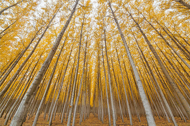 istock Poplar Tree Farm Symmetry in Oregon 619503502