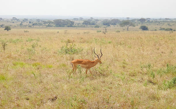 istock Antelopes in wild nature. African savannah landscape 619504336