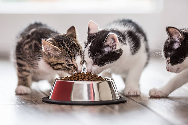 istock Cat. Cute little kitten with a bowl of granules. 619505088