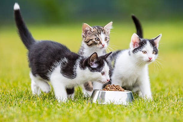istock Cat. Cute little kitten with a bowl of granules. 619505156