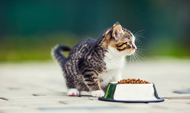 istock Cat. Cute little kitten with a bowl of granules. 619505276