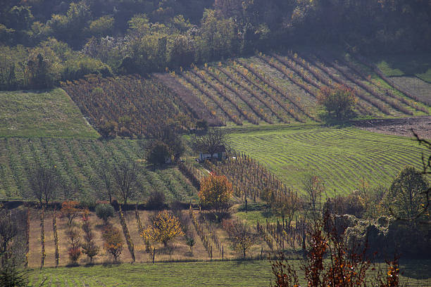 sonnige herbstlandschaft im weinberg - hotizontal stock-fotos und bilder