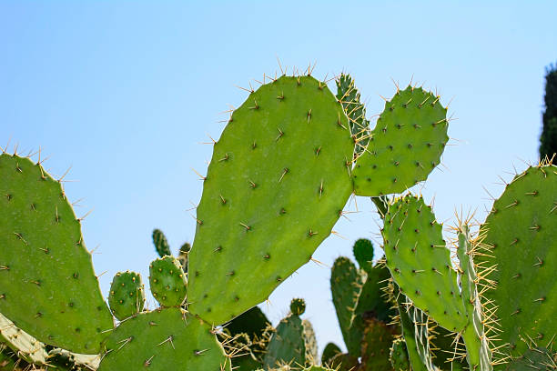 Beautiful cactus stock photo