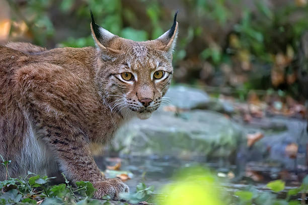 Fuchs beim laufen
