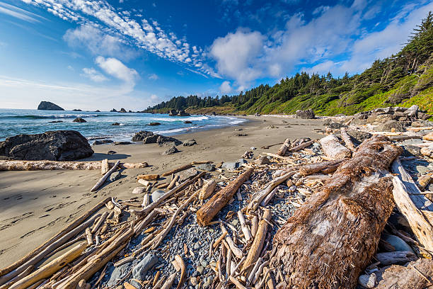 istock Wooden logs on the beach. Beautiful sky. 619508104