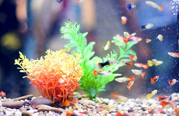 istock freshwater aquarium with green beautiful planted tropical 619508792