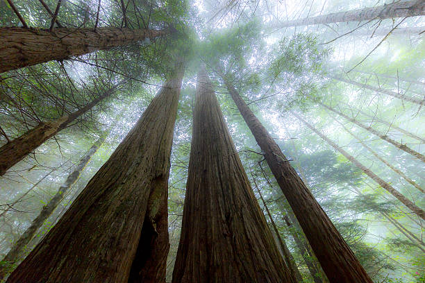 istock Beautiful redwood forest. Tall trees. Large tree trunks 619508822