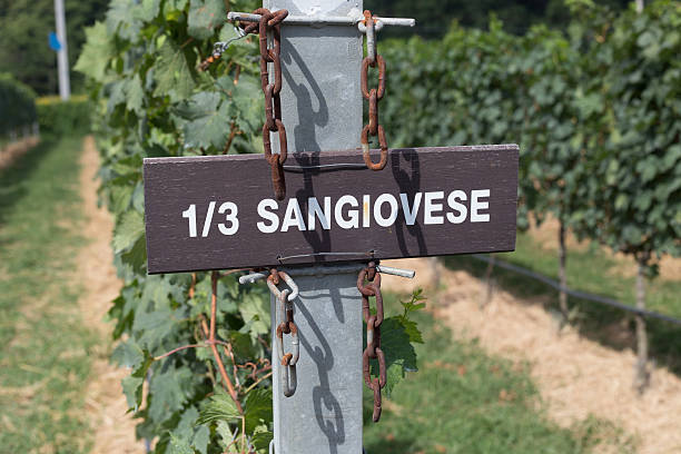 istock Sangiovese label in Granmonte vineyard 619509316