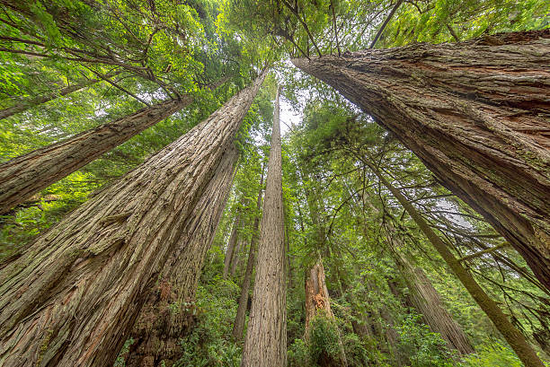 istock Beautiful redwood forest. Tall trees. Large tree trunks 619509634