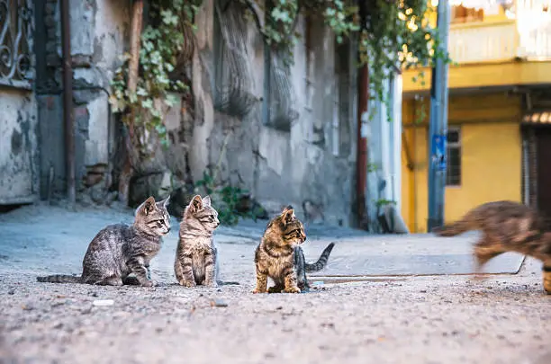 Photo of Three street Kittens watching like a kitten runs away.